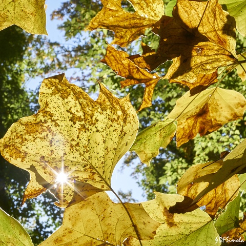 A Peek Into Autumn