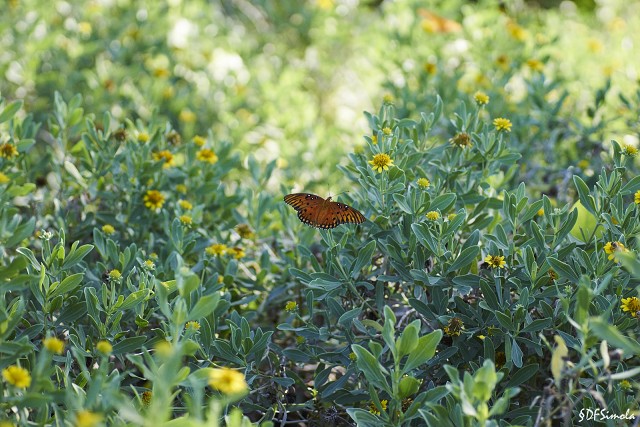 Butterfly In The Keys 3