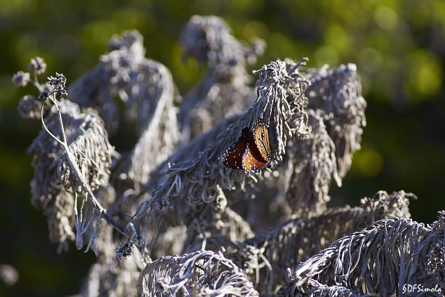 Butterfly In The Keys