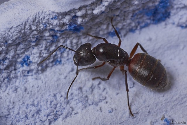 Camponotus Herculanus Queen, Waiting For Brood