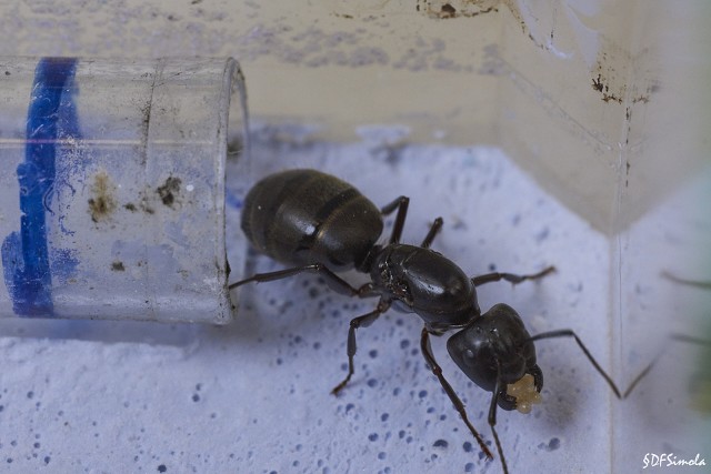 Camponotus Pennsylvanicus Queen, Tending Her Brood