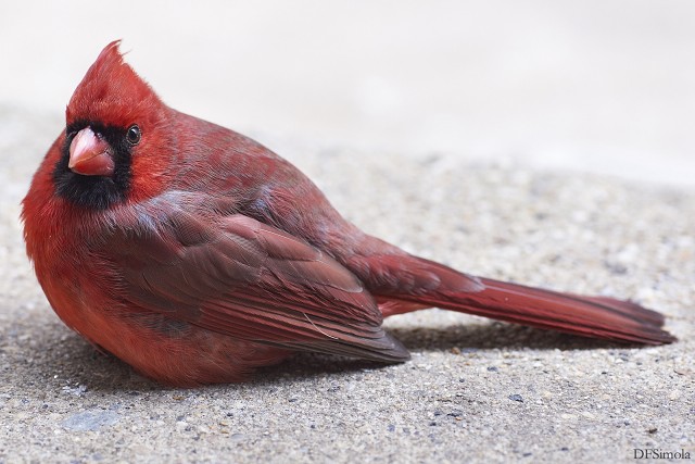 Cardinal Resting At The Front Door