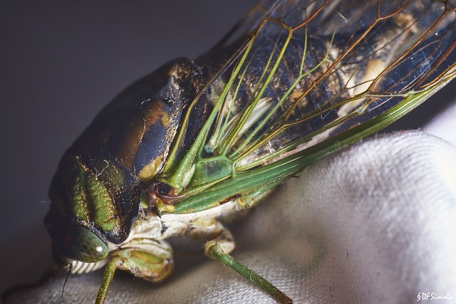 Cicada Still Life