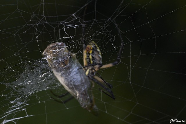 Cicada Takedown