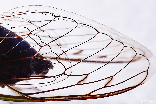 Cicada Wing Profile