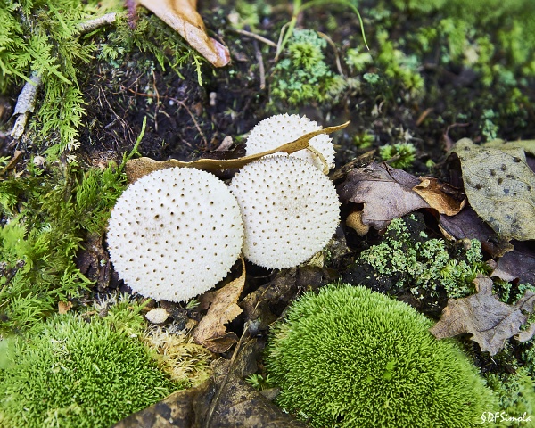 Dotted Mushroom Stack