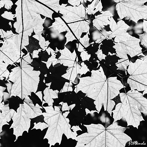 Escher Leaves