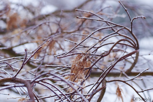 Frosted Tips