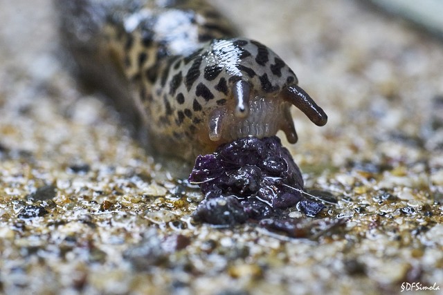 Gardenslug Snacking, Limax Maximus