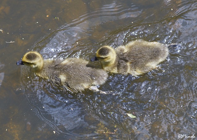 Goslings