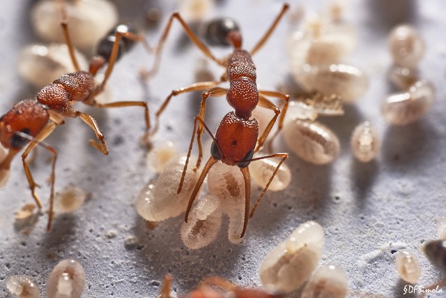 Harpegnathos Tending Brood