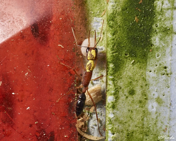 Hsal Worker Tending Larva