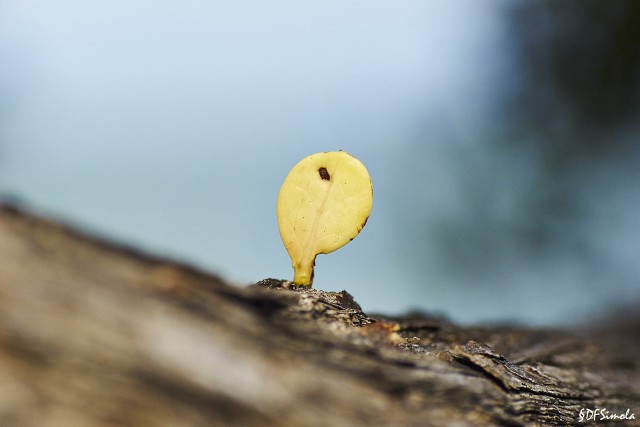 Leaf Contrast