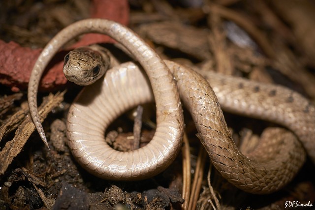 Loops, Northern Brownsnake