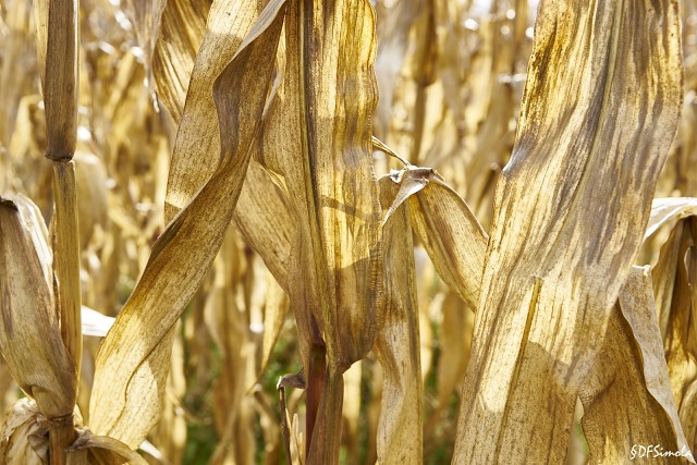 Lost In The Cornmaze