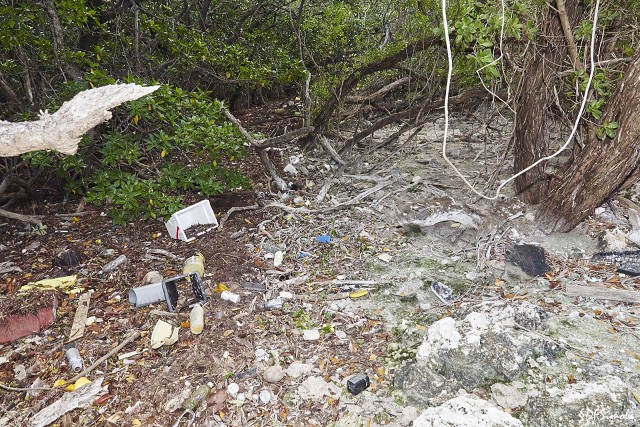 Mangrove Litter, Florida Keys