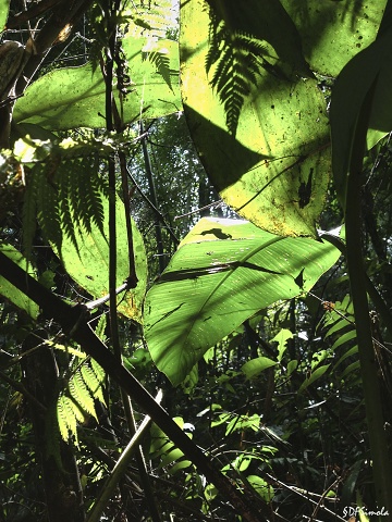 Peruvian Jungle Trail