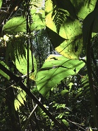 Parque national de Manu