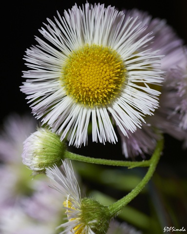 Portrait Of A Wildflower