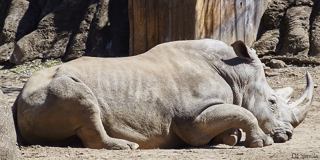 Rhino Rest