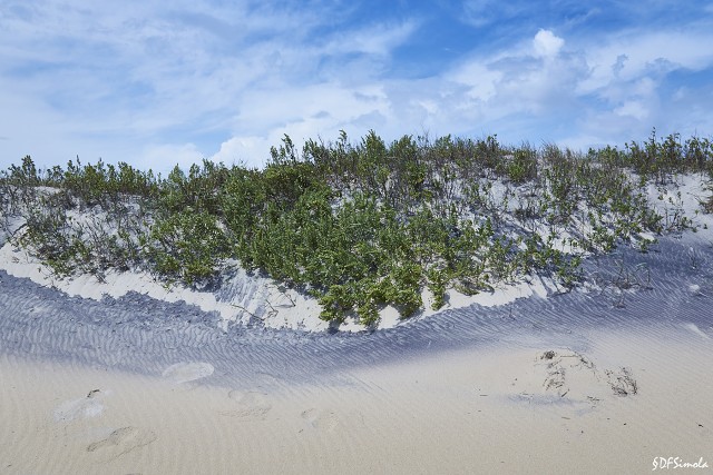 Sand Dune, Hatteras National Seashone