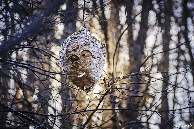 Wasp Nest