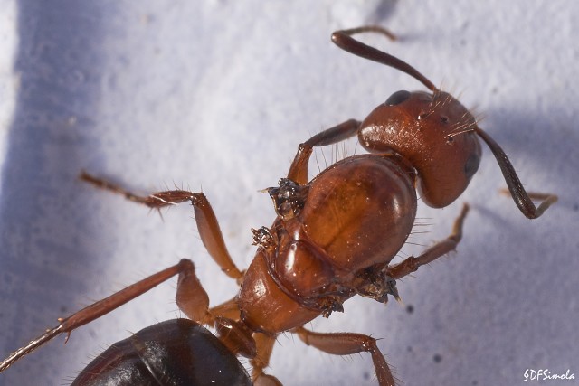 Wing Scars On C. Floridanus Queen