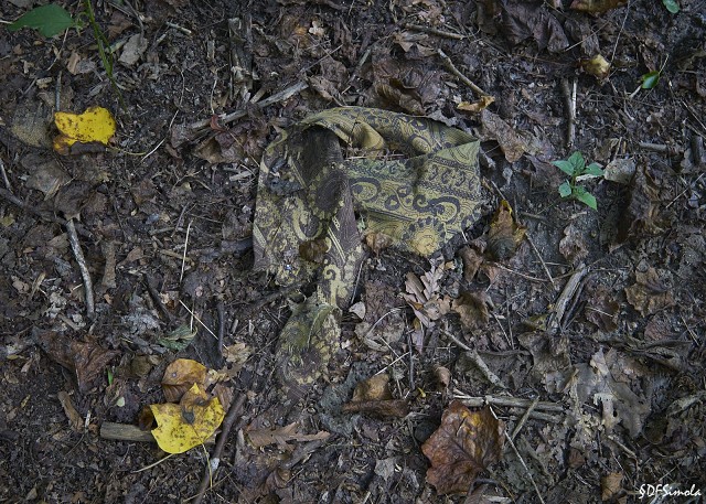 Tattered Scarf In The Woods